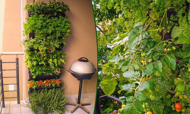 Herbs and vegetables grown in an Australian wall garden.